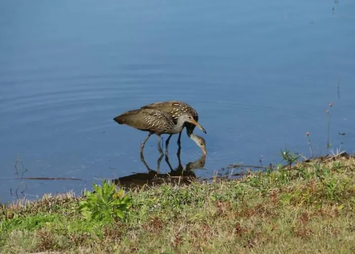 Apartamentos de Orlando